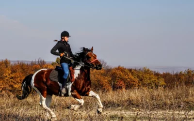 En rejsendes guide til at opdage Danmark på hesteryg: 25 uundværlige ridesportsudtryk